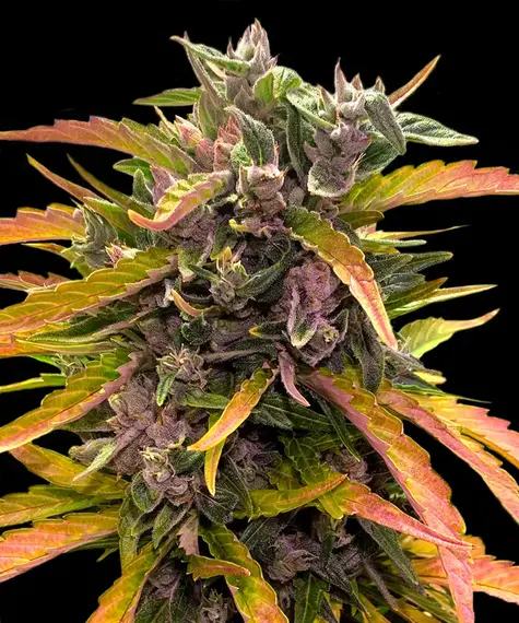 Barneys Farm Gorilla Glue Auto 10 Stk feminisiert