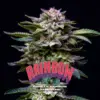 BSF Seeds gorilla rainbow Samen – Bild 2