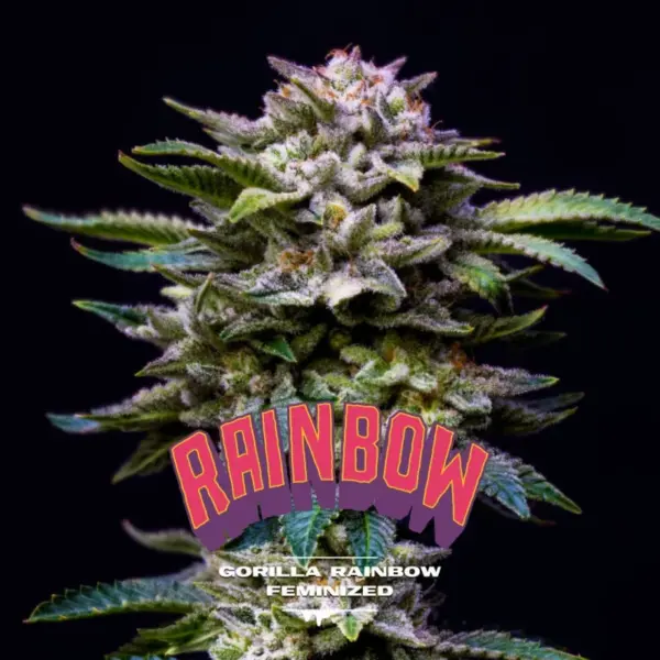 BSF Seeds gorilla rainbow Samen – Bild 2