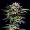 BSF Seeds gorilla rainbow Samen
