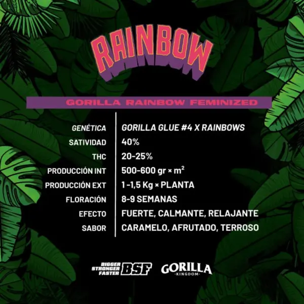 BSF Seeds gorilla rainbow Samen – Bild 3