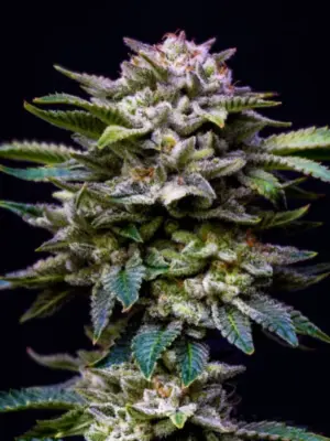 BSF Seeds gorilla rainbow Samen