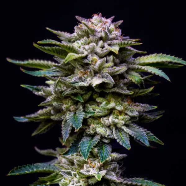 BSF Seeds gorilla rainbow Samen