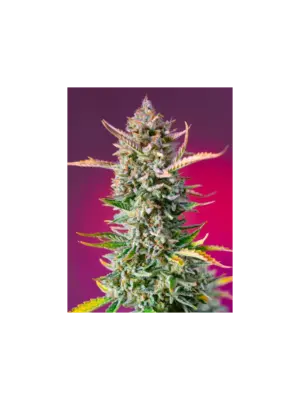 Sweet Seeds Gorilla Sherbet F1 Fast Version 5 Stk feminisiert Sweet Seeds Gorilla Sherbet F1 Fast Version 5 Stk feminisiert