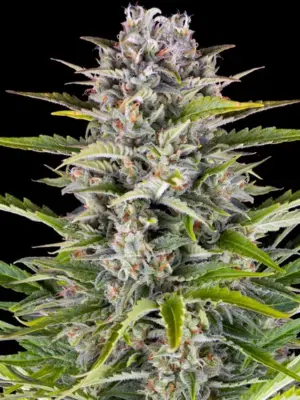 Barneys Farm Gorilla Zkittlez Auto 10 Stk feminisiert