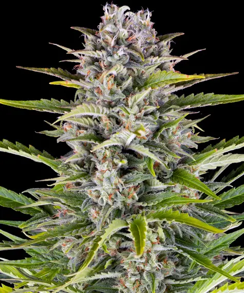 Barneys Farm Gorilla Zkittlez Auto 10 Stk feminisiert