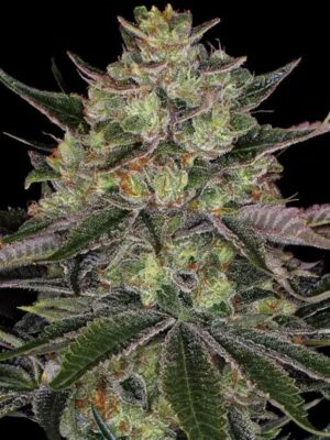 Gorilla Zkittlez - Barneys Farm feminisiert 3er Pack