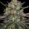 Barneys Farm Gorilla Zkittlez 10 Stk feminisiert
