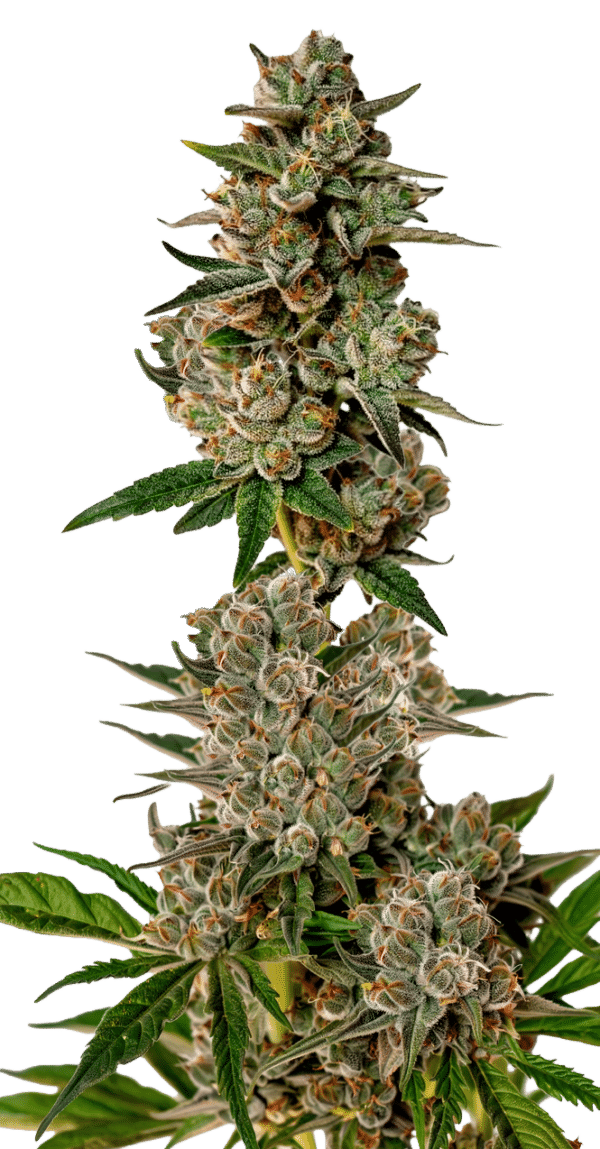 Growers Choice Gorilla Cookies Autoflower Samen – Bild 4