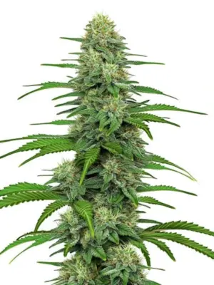 Blimburn Seeds Gorilla Glue G4 9 Stk feminisiert