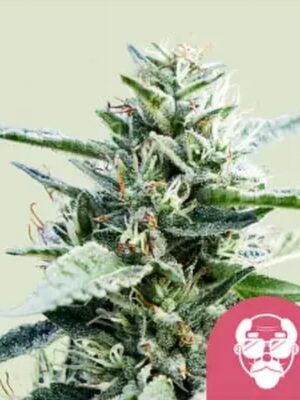 Granddaddy Purple Royal Queen Seeds feminisiert 3er Pack