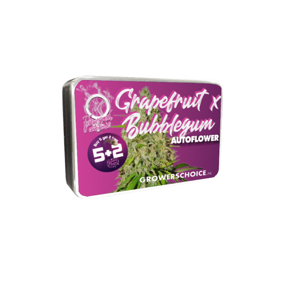 Growers Choice Grapefruit x Bubblegum Autoflower Samen – Bild 4