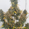 Growers Choice Grapefruit x Bubblegum Autoflower Samen – Bild 3