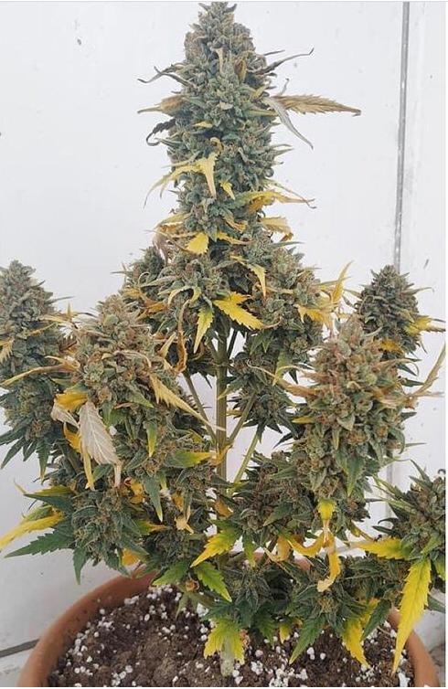 Growers Choice Grapefruit x Bubblegum Autoflower Samen – Bild 3