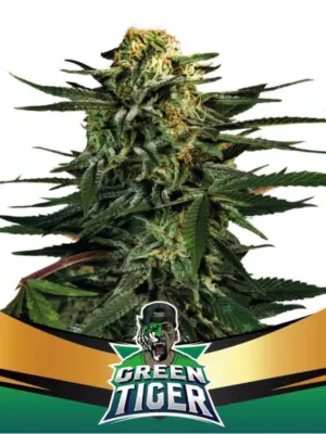 BSF Seeds green tiger Samen