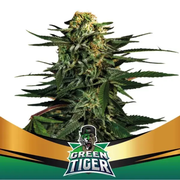 BSF Seeds green tiger Samen