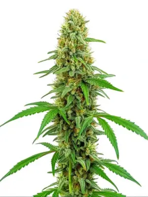 Blimburn Seeds Green Crack 3 Stk feminisiert