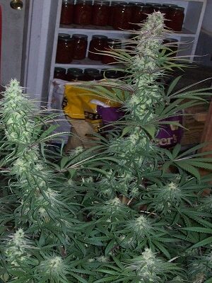 Ace Seeds Green Mountain Grape