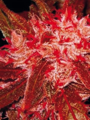 Growers Choice Red Jack Autoflower Samen