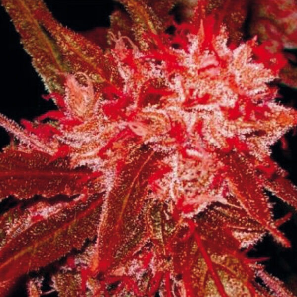 Growers Choice Red Jack Autoflower Samen