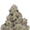 Growers Choice Blue Forestberry Autoflower Samen