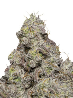 Growers Choice Blue Forestberry Autoflower Samen