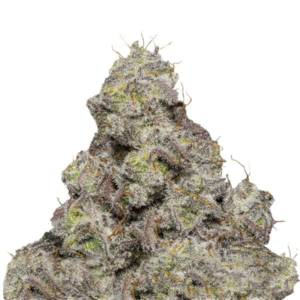 Growers Choice Blue Forestberry Autoflower Samen