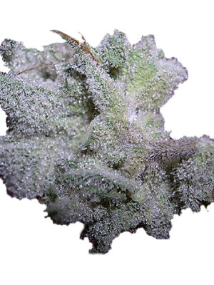 Growers Choice Braindamage Autoflower Samen