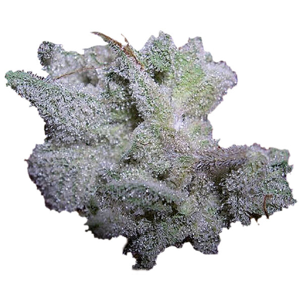 Growers Choice Braindamage Autoflower Samen