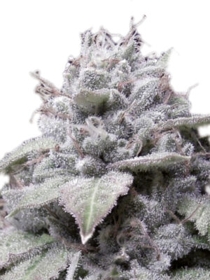 Growers Choice Gorilla Cookies Autoflower Samen
