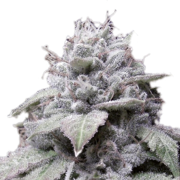 Growers Choice Gorilla Cookies Autoflower Samen
