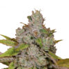 Growers Choice Monkey Glue autoflower Samen