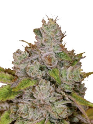 Growers Choice Monkey Glue autoflower Samen