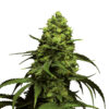 Growers Choice Monsterbud Autoflower Samen