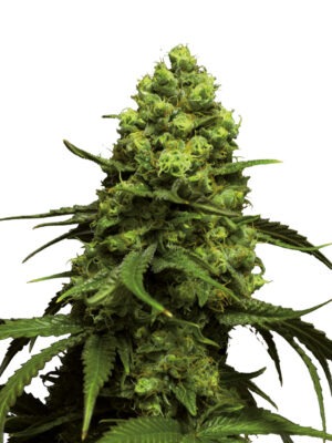 Growers Choice Monsterbud Autoflower Samen