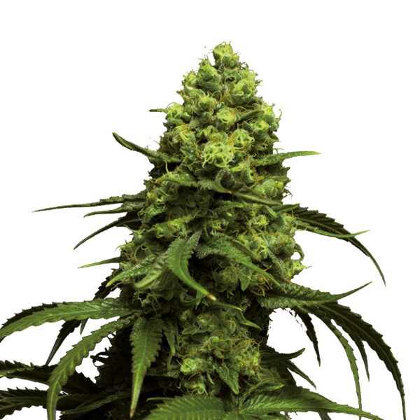 Growers Choice Monsterbud Autoflower Samen