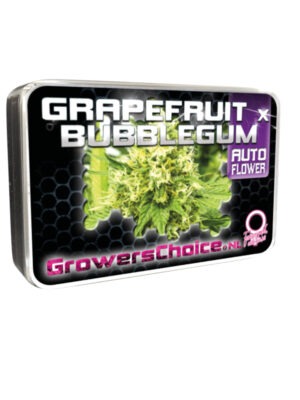 Growers Choice Grapefruit x Bubblegum Autoflower Samen