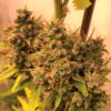Ace Seeds guawi semillas feminizadas Samen – Bild 5