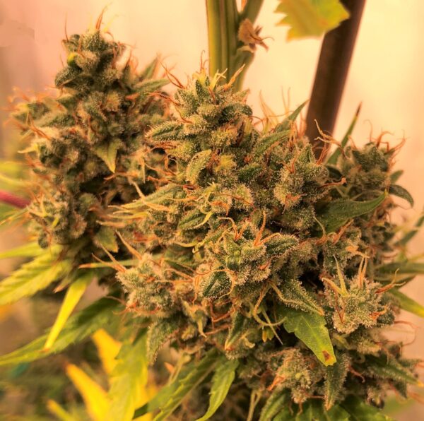 Ace Seeds guawi semillas feminizadas Samen – Bild 5