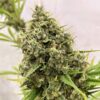 Ace Seeds guawi semillas feminizadas Samen – Bild 2