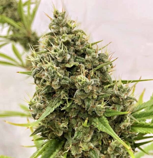 Ace Seeds guawi semillas feminizadas Samen – Bild 2