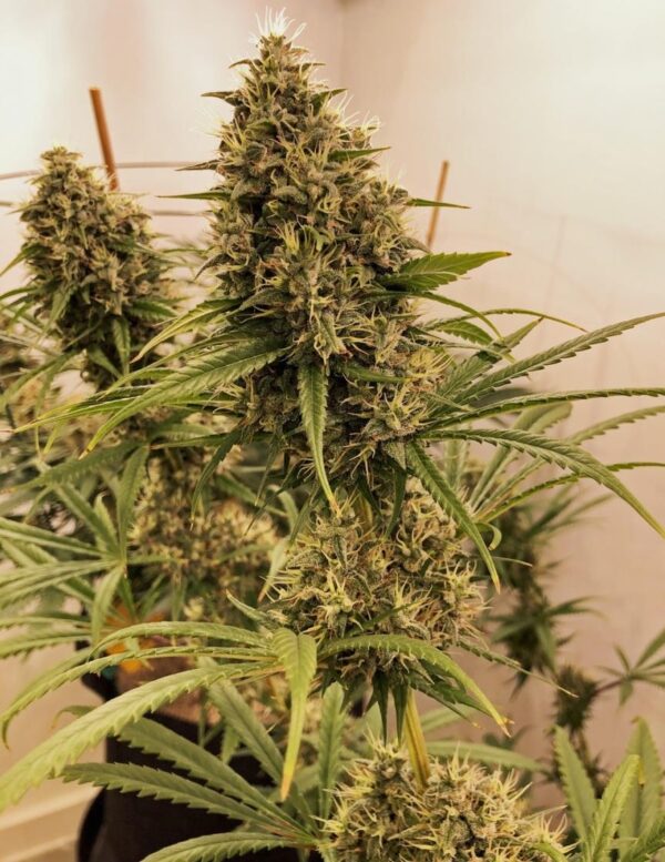 Ace Seeds guawi semillas feminizadas Samen – Bild 3
