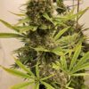 Ace Seeds guawi semillas feminizadas Samen – Bild 4