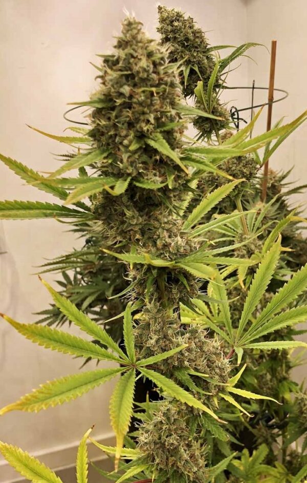 Ace Seeds guawi semillas feminizadas Samen – Bild 4