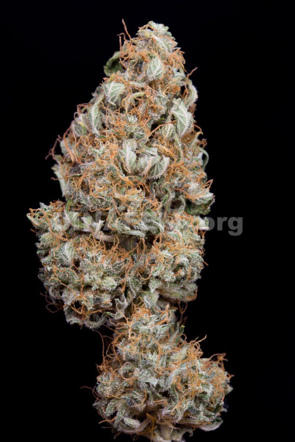 Dinafem haze autoflowering cbd Samen – Bild 3