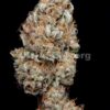 Dinafem haze autoflowering cbd Samen – Bild 4