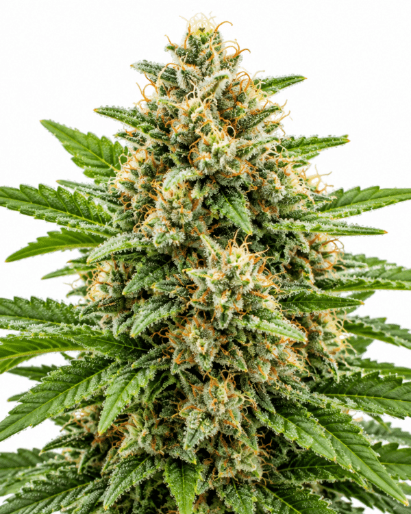 Trikoma Seeds sweet madness auto Samen