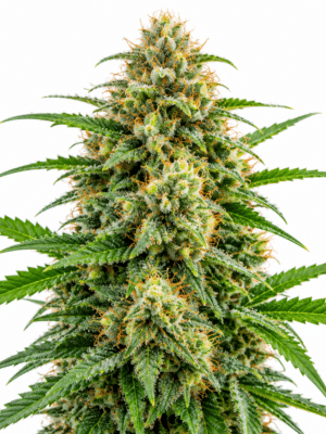 Trikoma Seeds white widow fast version Samen Trikoma Seeds white widow fast version Samen