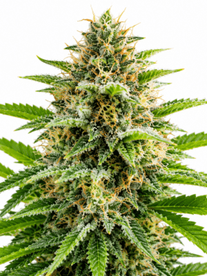Trikoma Seeds patagonia fast version Samen