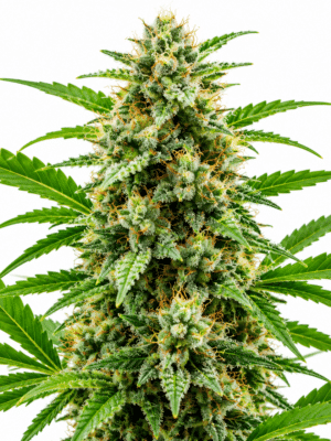 Trikoma Seeds ak 74 fast version Samen Trikoma Seeds ak 74 fast version Samen